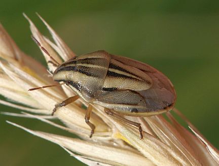 The Stink Bug A. americana