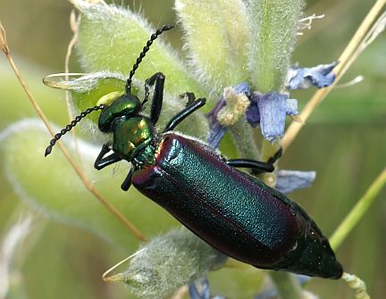 Nuttall's Blister Beetle
