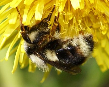 Bombus bifarius