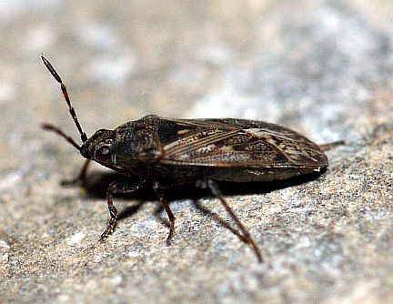 Dirt-colored Seed Bug