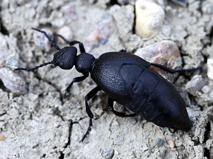 Oil Beetle