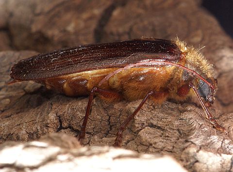 Hairy Pine Borer