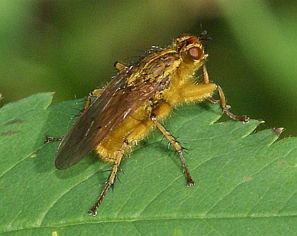 Dung Fly
