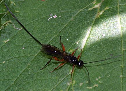Odontocolon sp. (female)