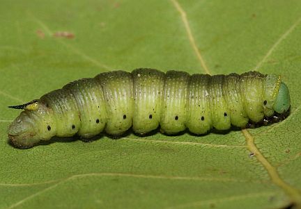Snowberry Clearwing Caterpillar