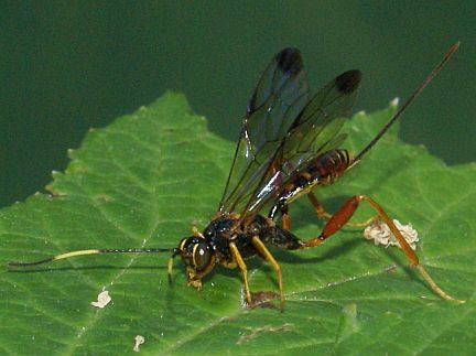 Spilopteron vicinum