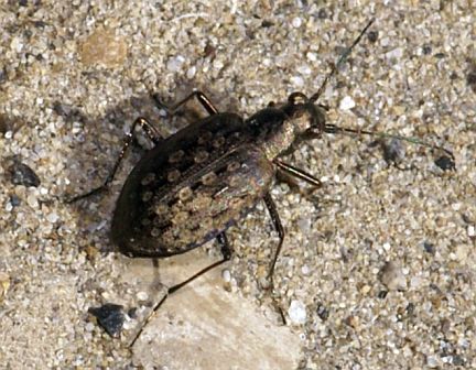 Opisthius richardsoni