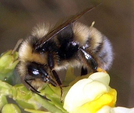 Western Bumble Bee