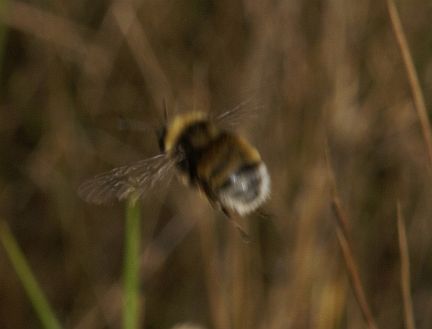 Western Bumble Bee