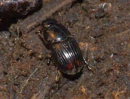 Otophorus haemorrhoidalis in compost.