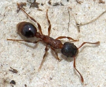 Myrmica incompleta