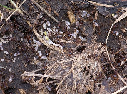 Myrmica incompleta colony under a rock