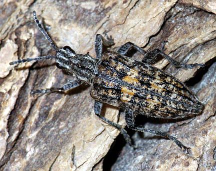 Ribbed Pine Borer