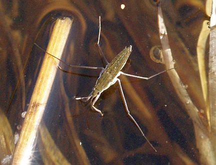 Water Strider