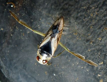 Common Backswimmer