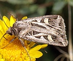 Dingy Cutworm Moth