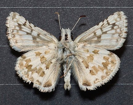 Checkered Skipper - ventral