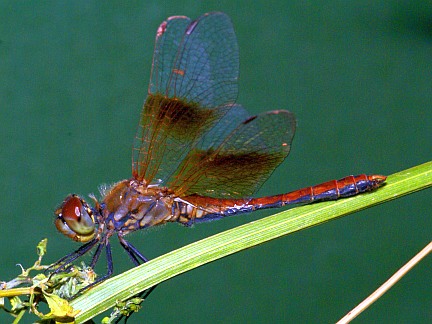 Western Meadowhawk