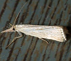 Lesser Vagabond Sod Webworm