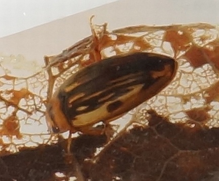 Neoporus superioris