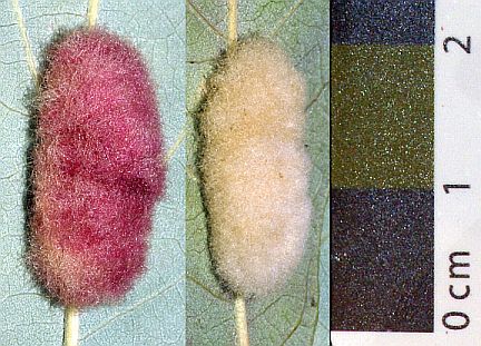 Galls of the asexual generation of the oak-galling cynipid Andricus ignotus