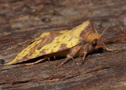 Pink-banded Sallow Moth