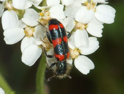 Nuttall`s Checkered Beetle on Yarrow