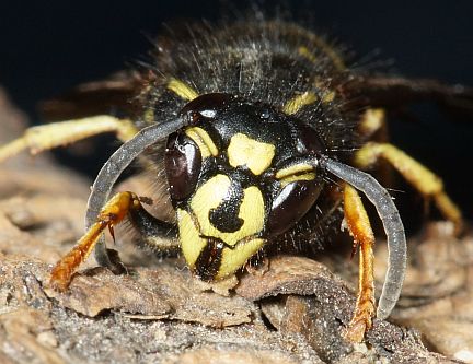 Forest Yellowjacket - face markings.