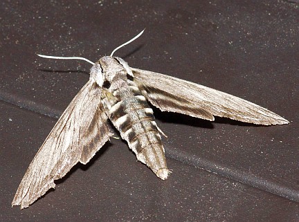 Great Ash Sphinx