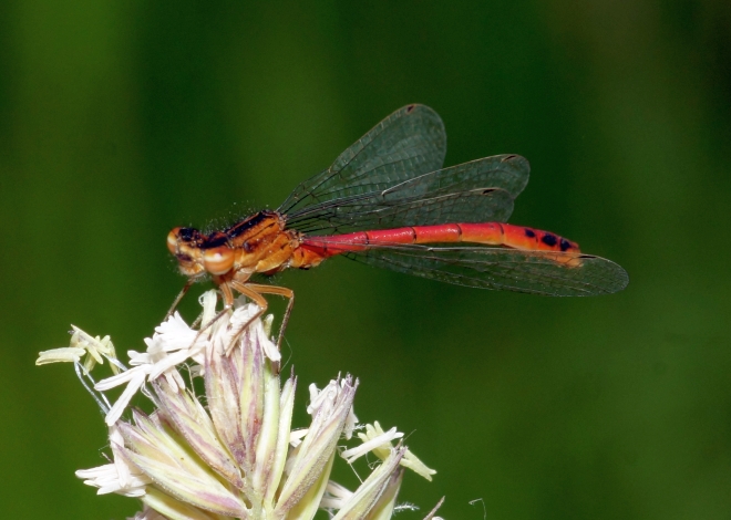 Western Red Damsel - male