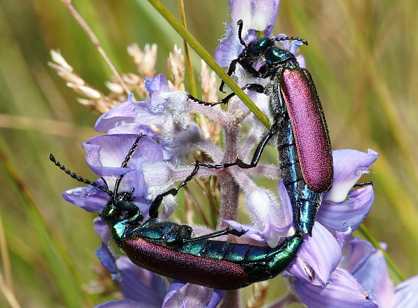 Mated pair of Nuttall's Blister Beetle