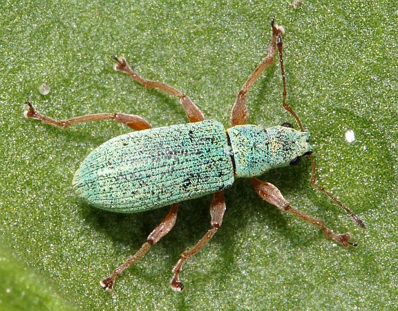 Pale Green Weevil