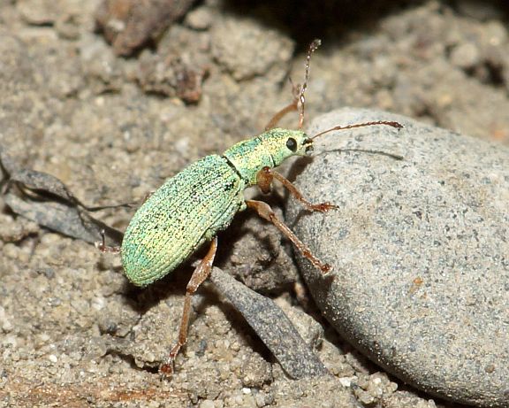 Pale Green Weevil