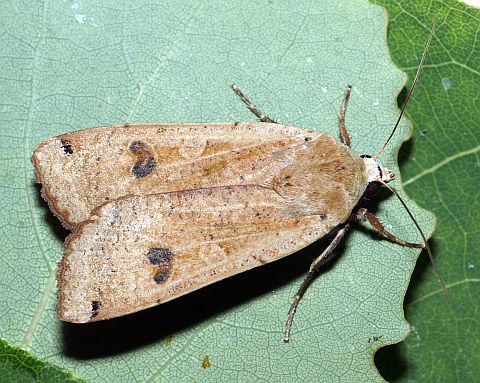 Large Yellow Underwing