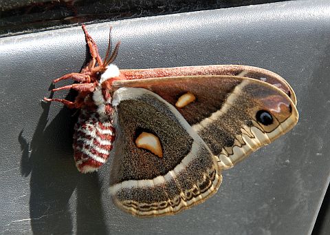 Glover's Silkmoth
