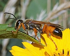 Great Northern Digger Wasp