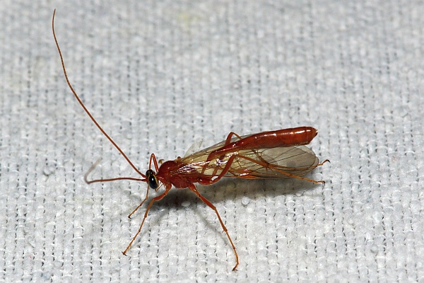 Short-tailed Ichneumon Wasp on light sheet at night
