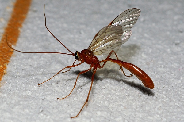 Short-tailed Ichneumon Wasp on light sheet