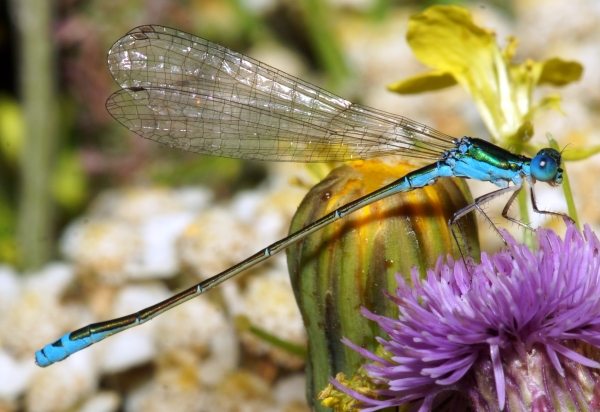 Sedge Sprite - male