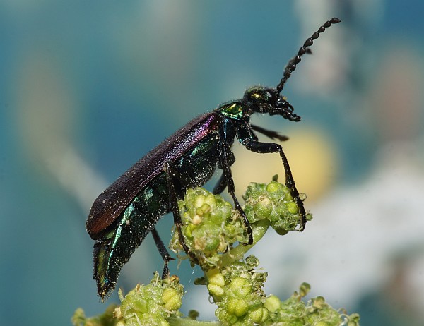Nuttall's Blister Beetle