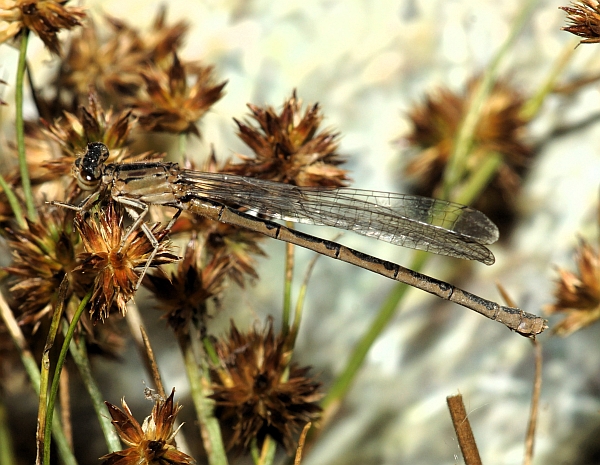 Female River Bluet