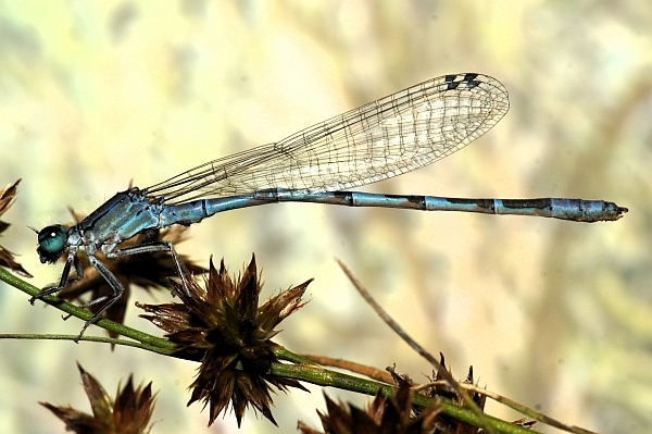 Male River Bluet