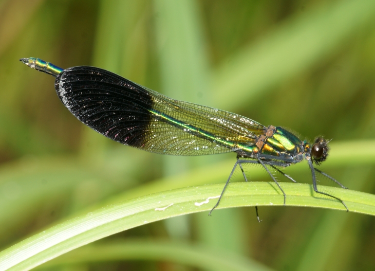 River Jewelwing (male)