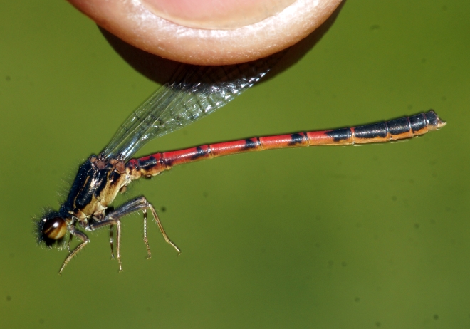 Western Red Damsel - male