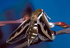 Gallium Sphinx Moth