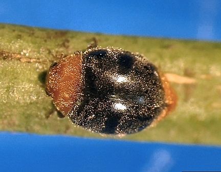 Mealybug Destroyer - adult beetle