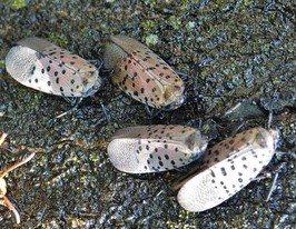 Spotted Lanternfly - photo Rebekah D. Wallace, University of Georgia, Bugwood.org 