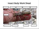 Insect Body Worksheet